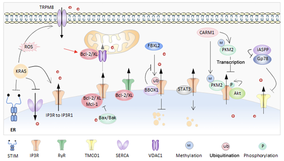 Figure 1 Oncogenes in cancer cells manipulate calcium-handling components to support their survival and proliferation. Calcium influences oncogenes like KRAS by