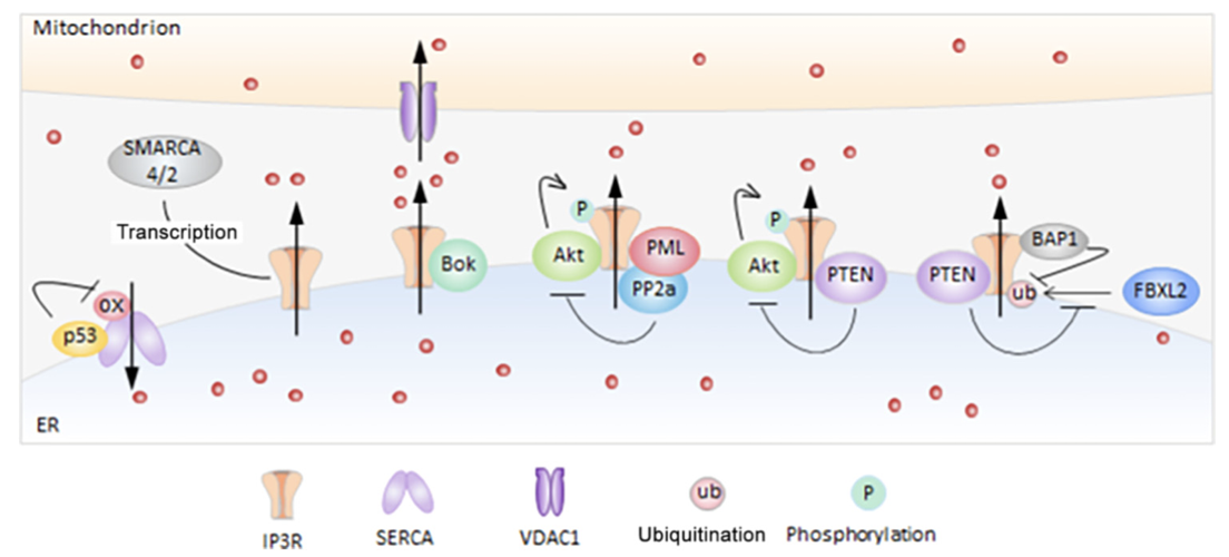 Figure 2 shows that tumor suppressor genes play a crucial role in regulating calcium homeostasis within cancer cells, influencing both calcium storage in the en