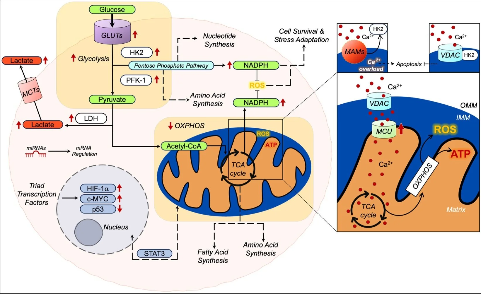 Figure 1 This figure shows the critical role of calcium in the metabolic reprogramming of cancer cells. Calcium influx into the mitochondria regulates key enzym