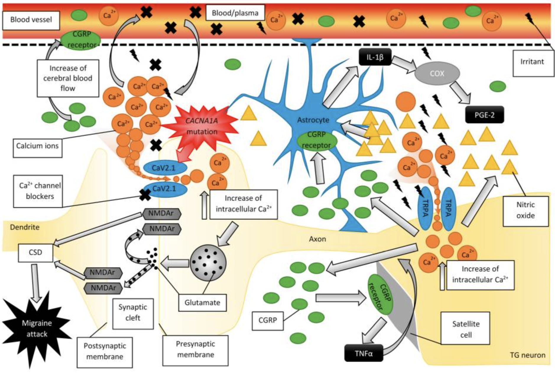 Figure 1. Trigeminal Calcium Sensitization Triggers Migraine