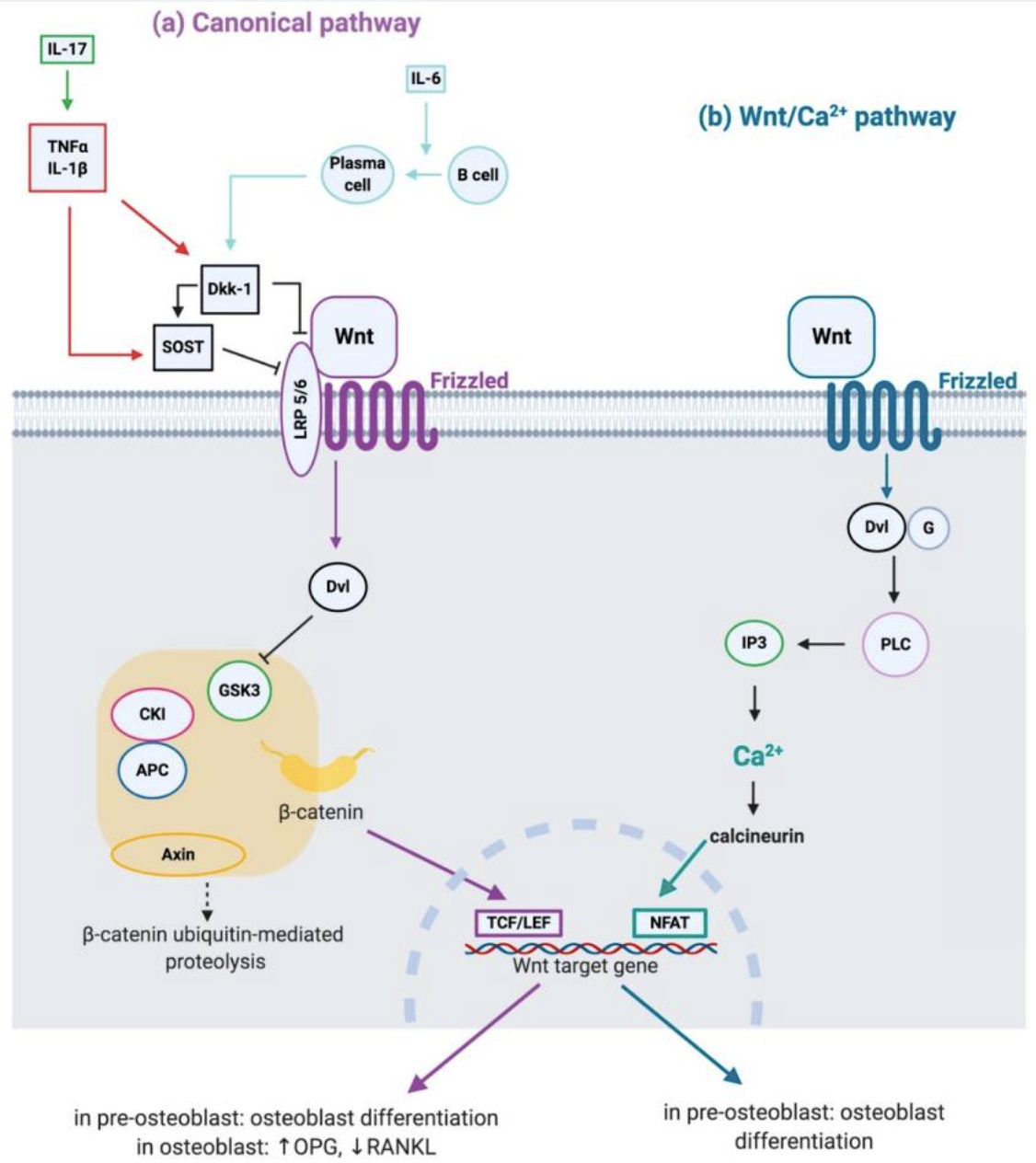 Figure 2. How Wnt signaling shapes bone formation through two parallel pathways