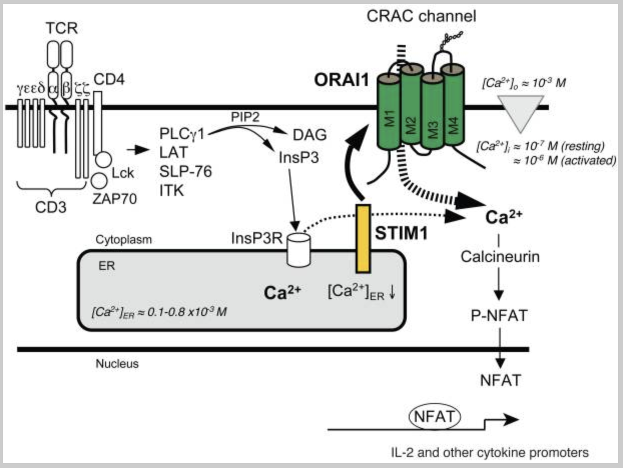Figure 1. Calcium Entry Pathway for T Cell Activation