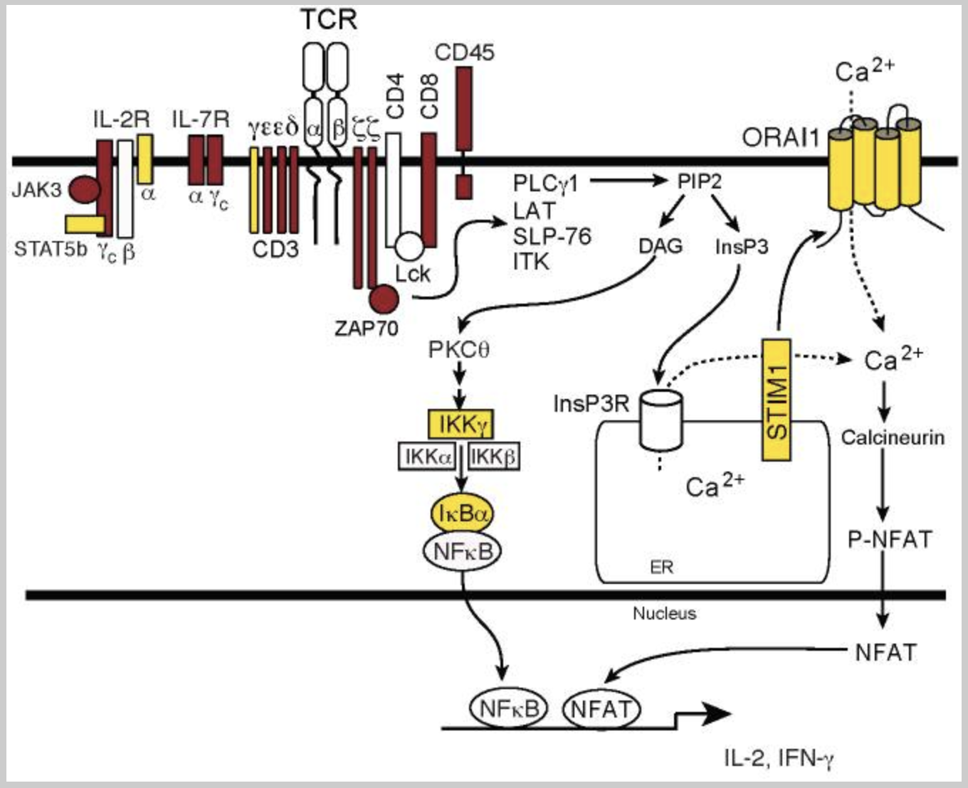 Figure 2. Genetic Causes of Severe Combined Immunodeficiency and Their Impact on Immune Cell Development