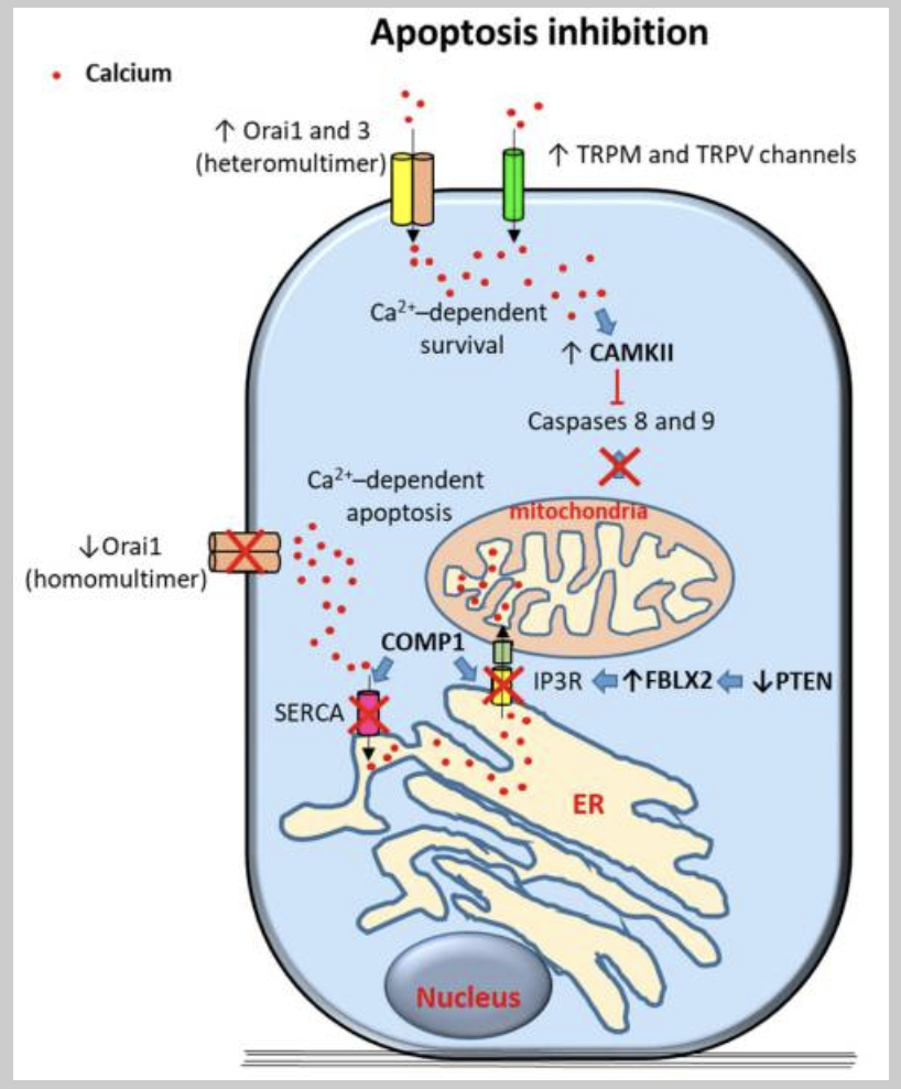 Figure 1. Calcium-Dependent Inhibition of Apoptosis in Prostate Cancer Cells