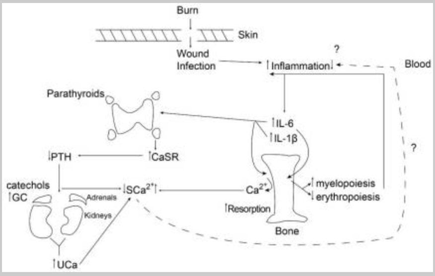 Figure 1. Calcium Redistribution and Inflammation Within 24 Hours Post-Burn