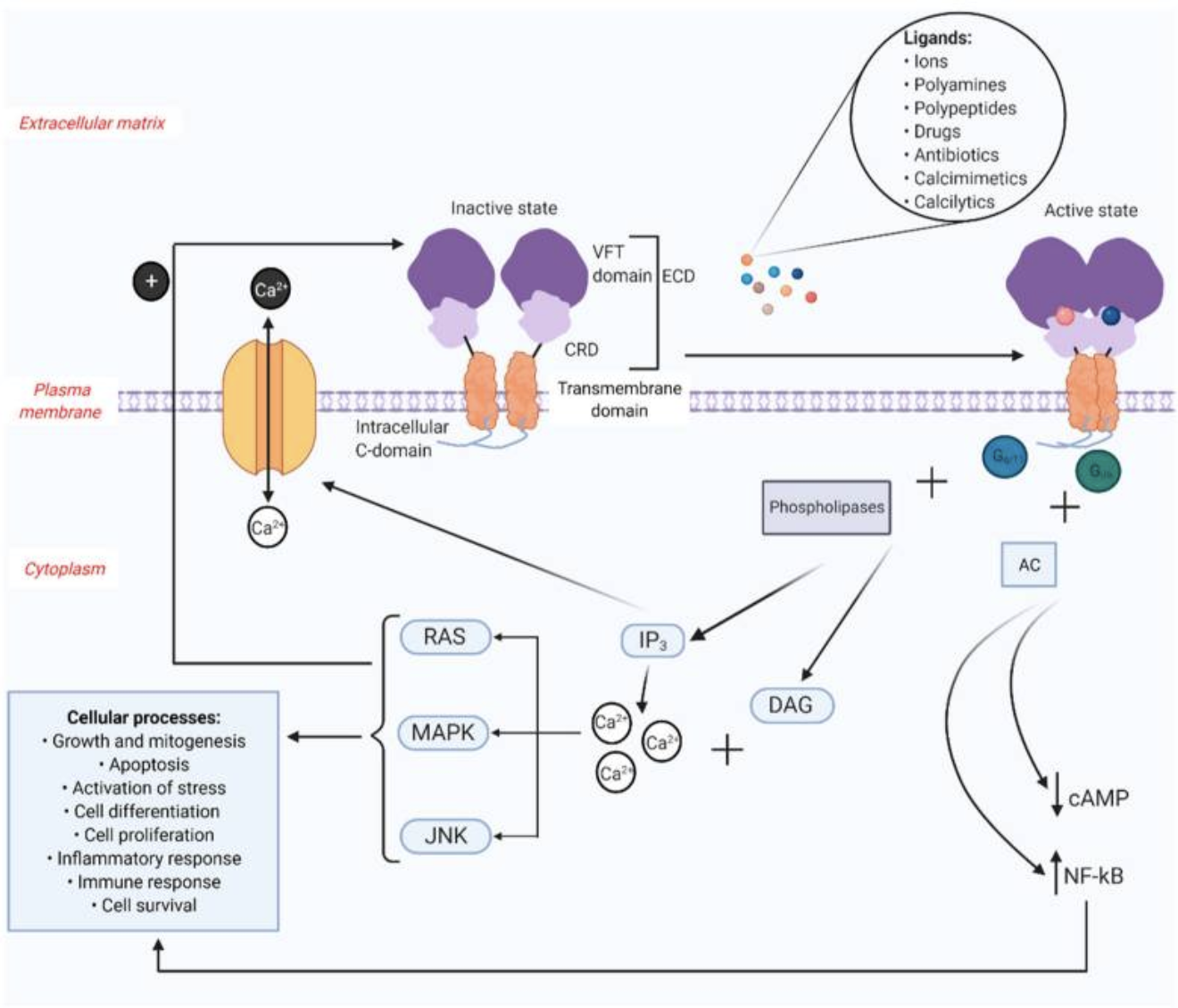 Figure 1. Structure and Signaling Logic of the Calcium-Sensing Receptor