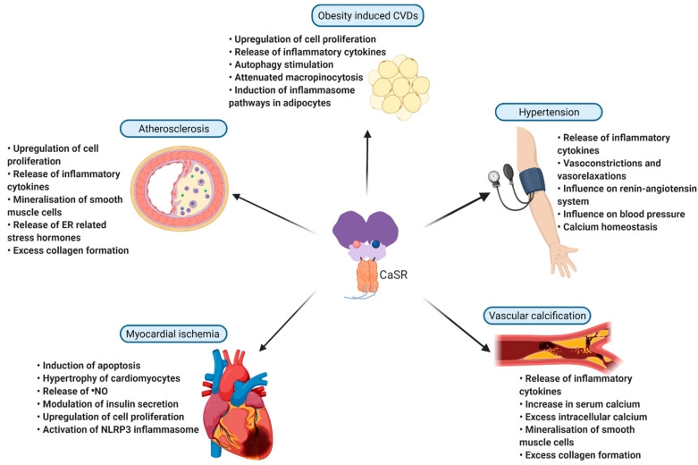 Figure 2. Calcium-Sensing Receptor as a Cardiovascular Disease Hub