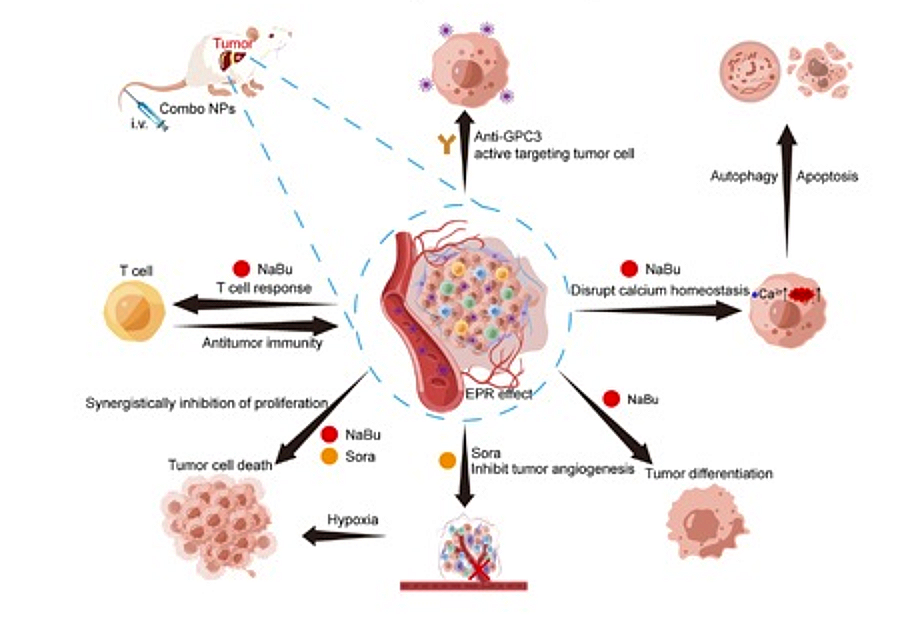 Figure 1. Butyrate and Calcium Signaling Connect Gut and Therapy