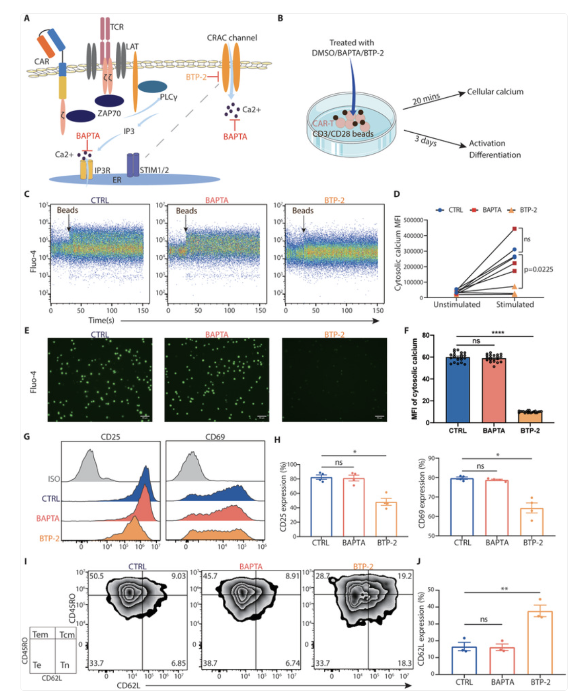 Figure 1. Blocking Calcium Entry, Not Intracellular Buffering, Reduces CAR-T Hyperactivation and Preserves Naïve/Memory States