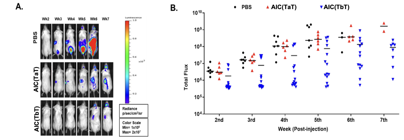 Figure 2. AIC Pretreatment Suppresses Myeloma Progression via Bone Microenvironment Stabilization