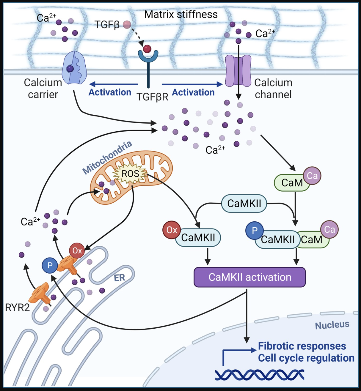 Figure 1. Calcium and Mitochondrial Oxidative Stress Create a Self-Sustaining Fibrosis Loop in Scleroderma Fibroblasts