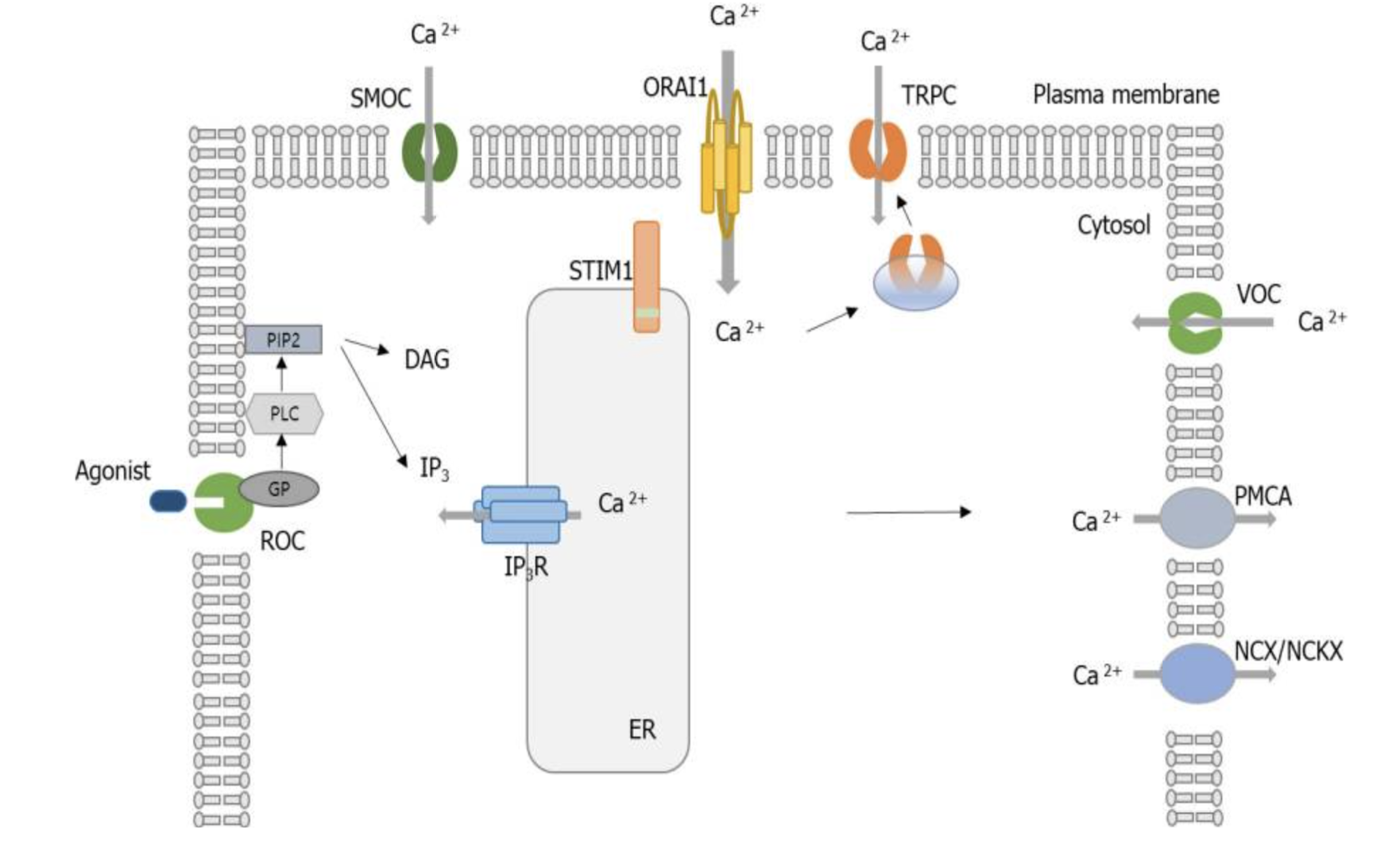Figure 1 Cellular calcium (Ca²⁺) regulation highlights entry through receptor-mediated, transient receptor potential, and voltage-gated channels and efflux via 