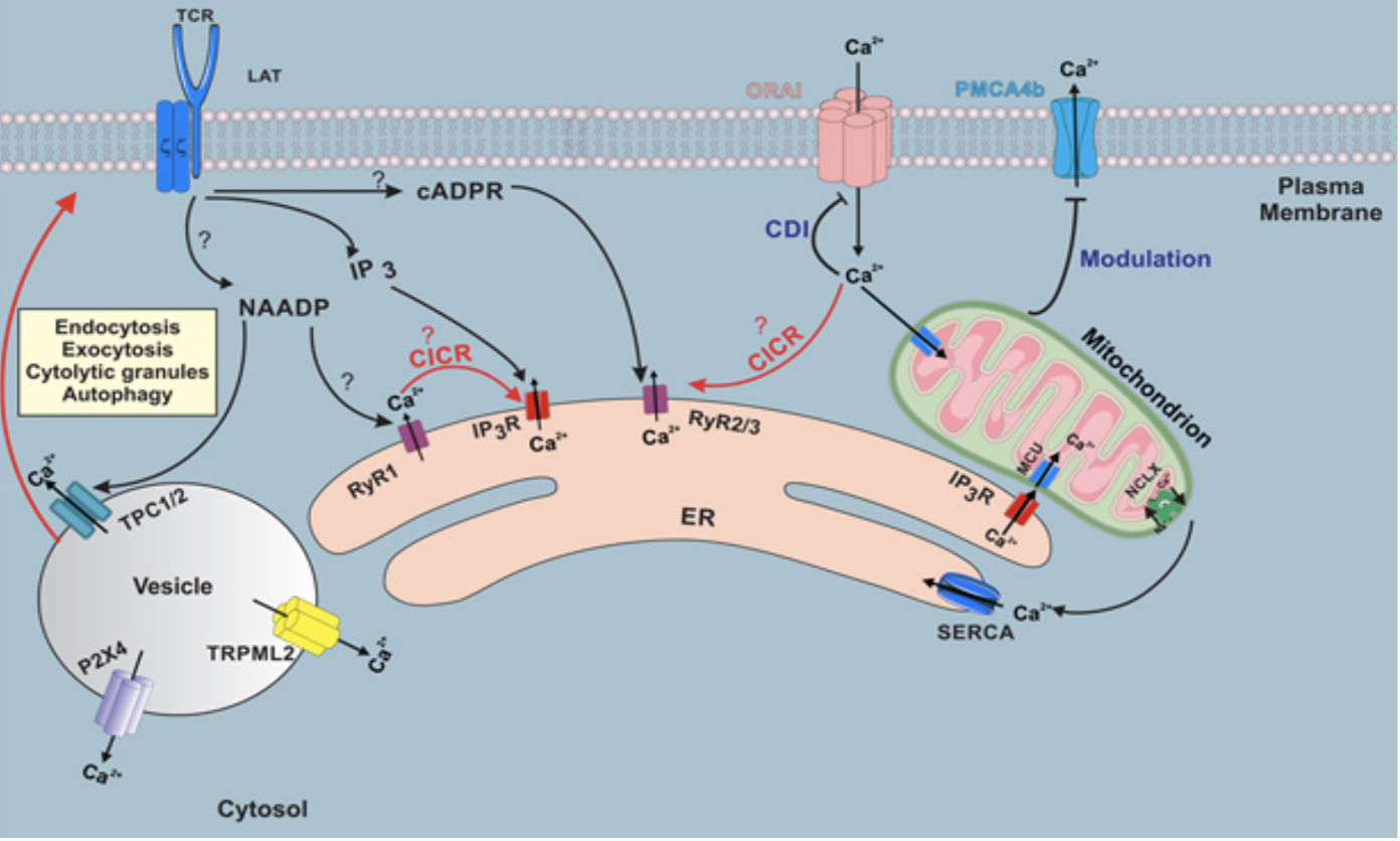 Figure 2 Calcium signaling is essential in T cell activation. NAADP triggers the initial release of calcium from the endoplasmic reticulum, which is then amplif