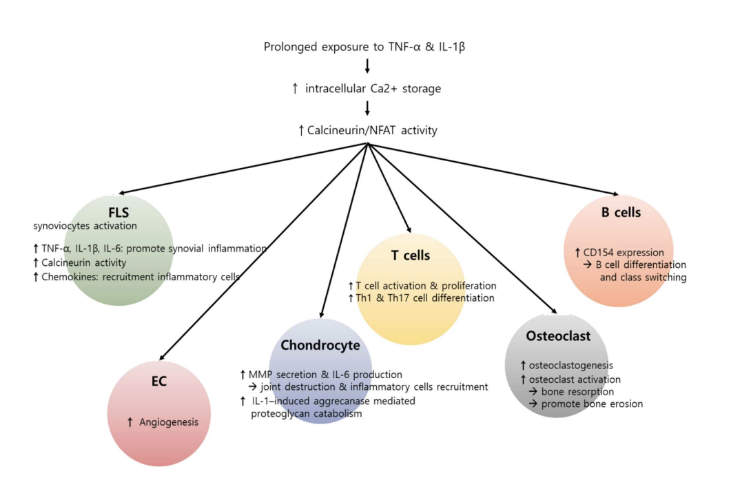 Figure 3Calcium (Ca2+) regulation in cells involves controlled entry through specific channels and proteins and its release from internal stores like the endopl