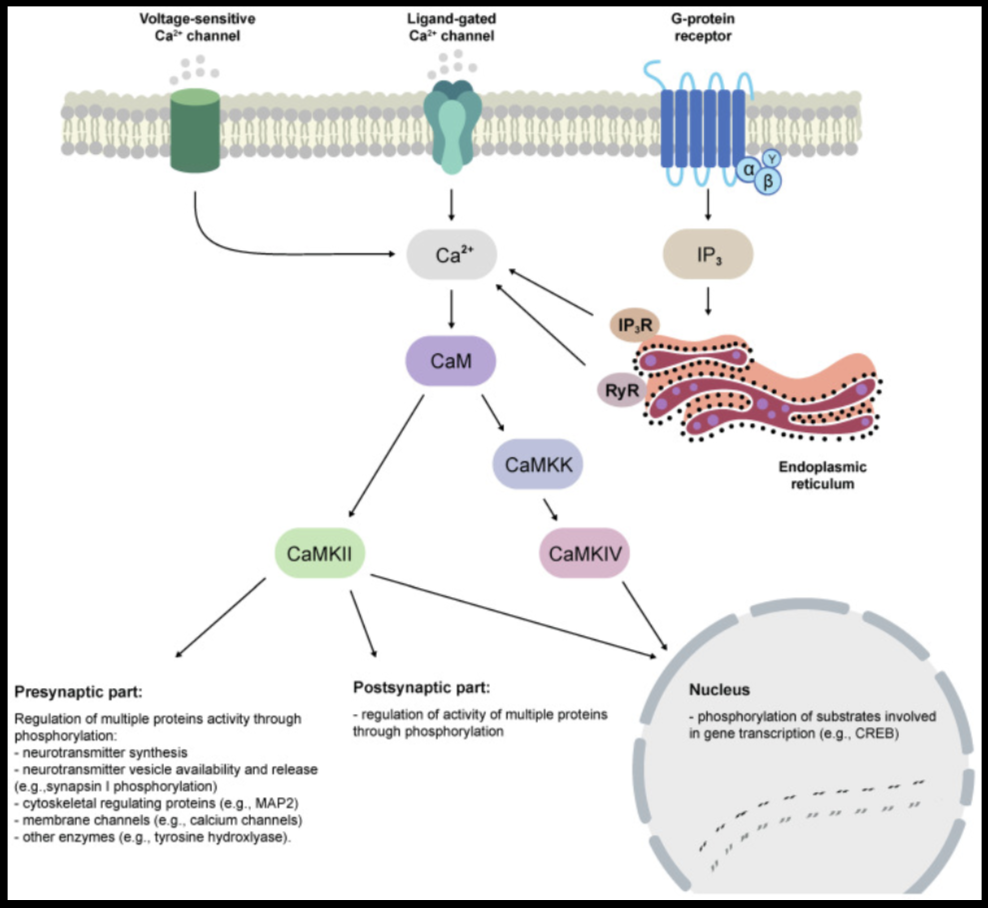 Figure 1. Intracellular Calcium Signals That Guide Memory and Mood Repair