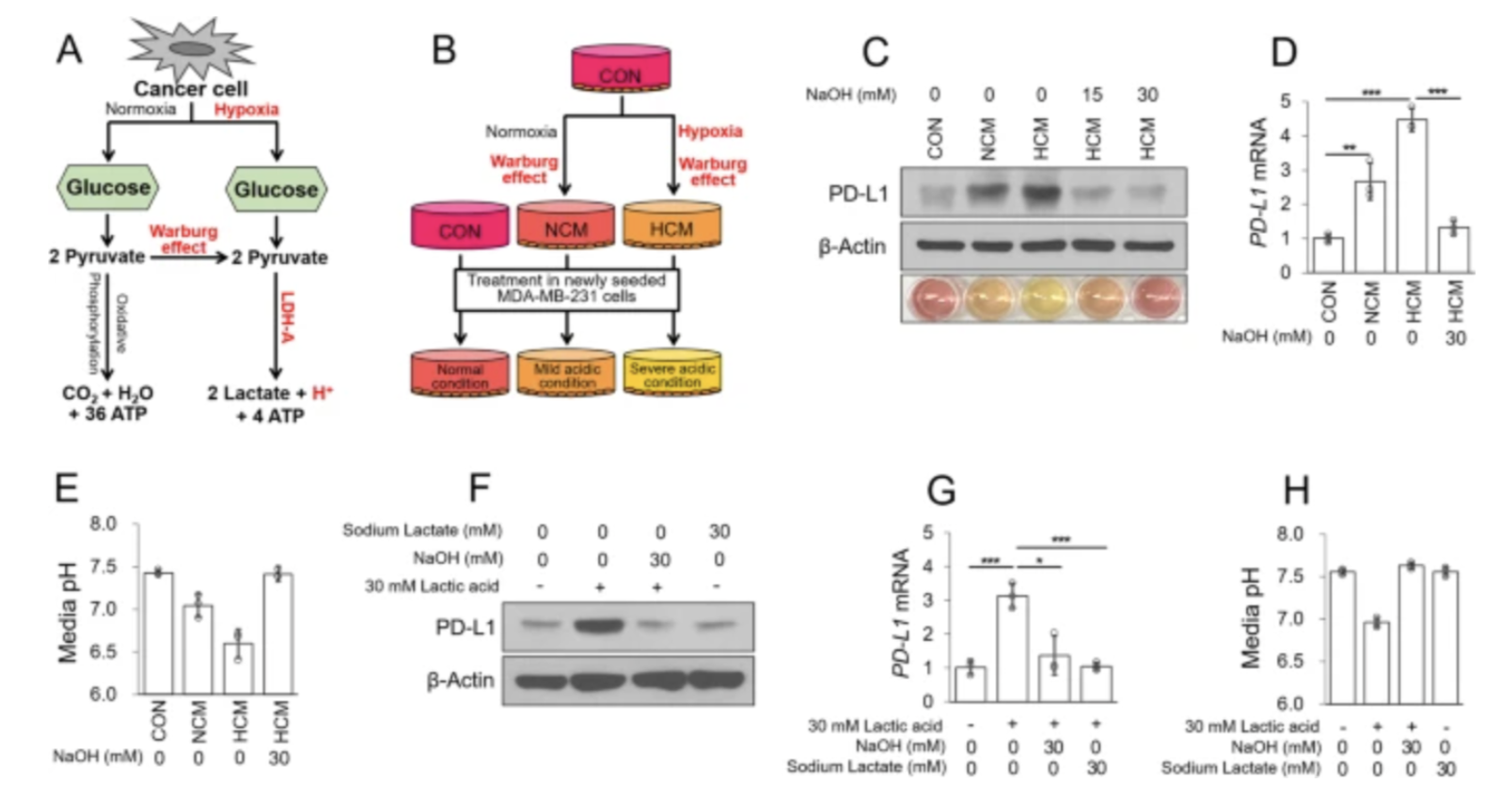 Figure 1 shows that the acidic microenvironment in breast cancer, caused by lactic acid production, increases the expression of the immune checkpoint protein PD