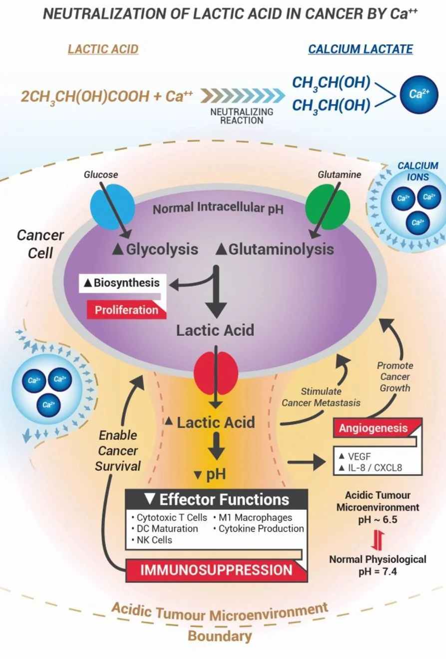 Figure 2 Shows how calcium ions (Ca++) neutralize lactic acid in cancer cells, forming calcium lactate to maintain normal intracellular pH, which is crucial for
