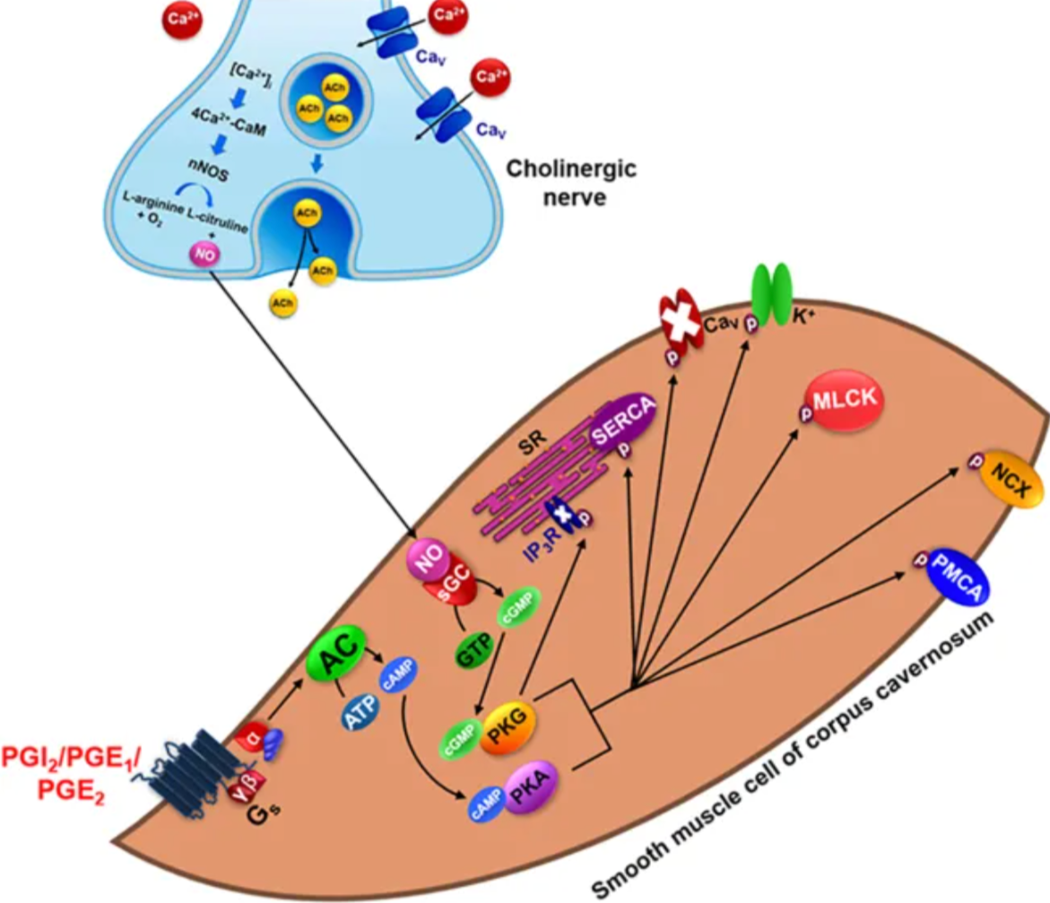 Figure 1. Physiological mechanism of cavernous smooth muscle relaxation in penile erection