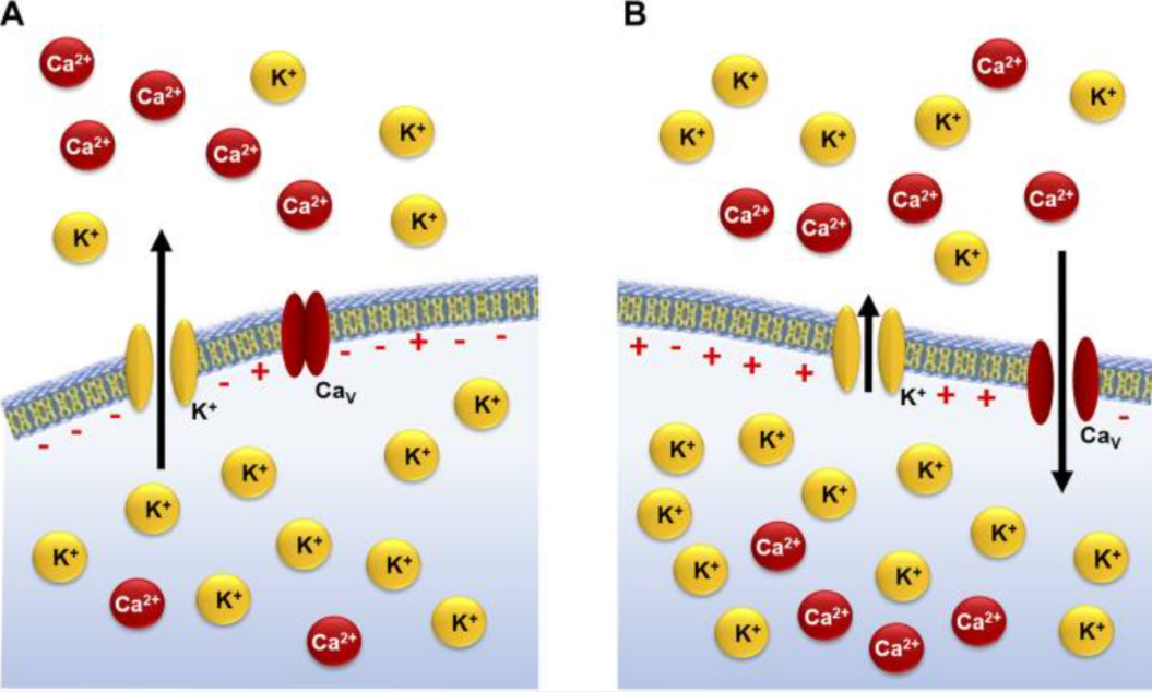 Figure 2. Intracellular calcium regulation in cavernous smooth muscle contraction