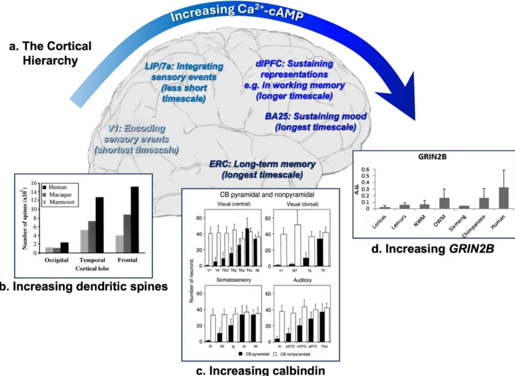 Figure 1. The brain's memory regions depend most on calcium signaling