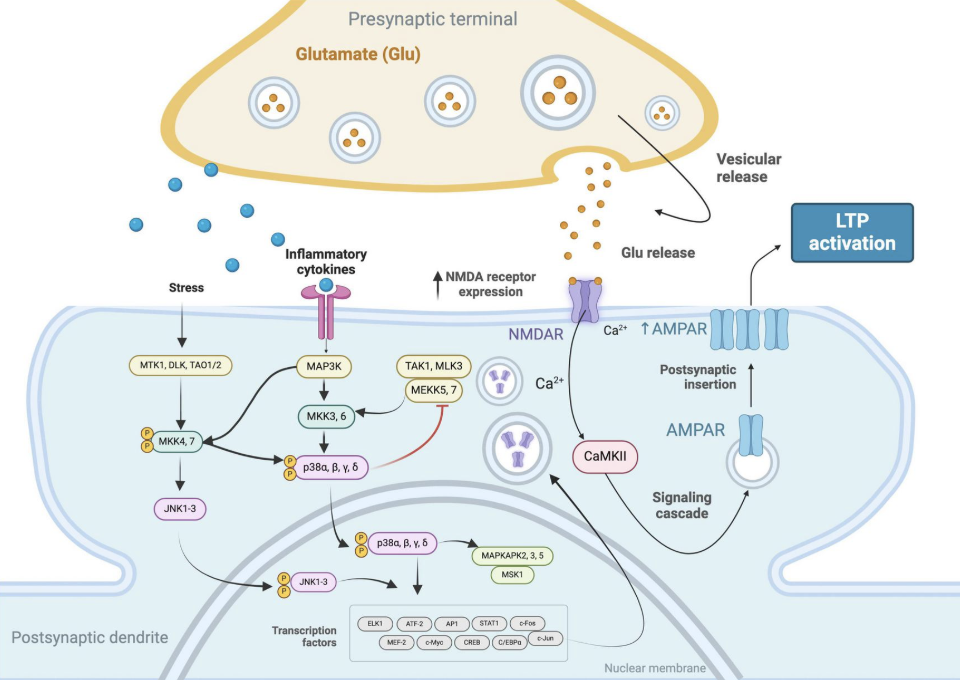Figure 2.How a calcium surge strengthens a synapse into memory