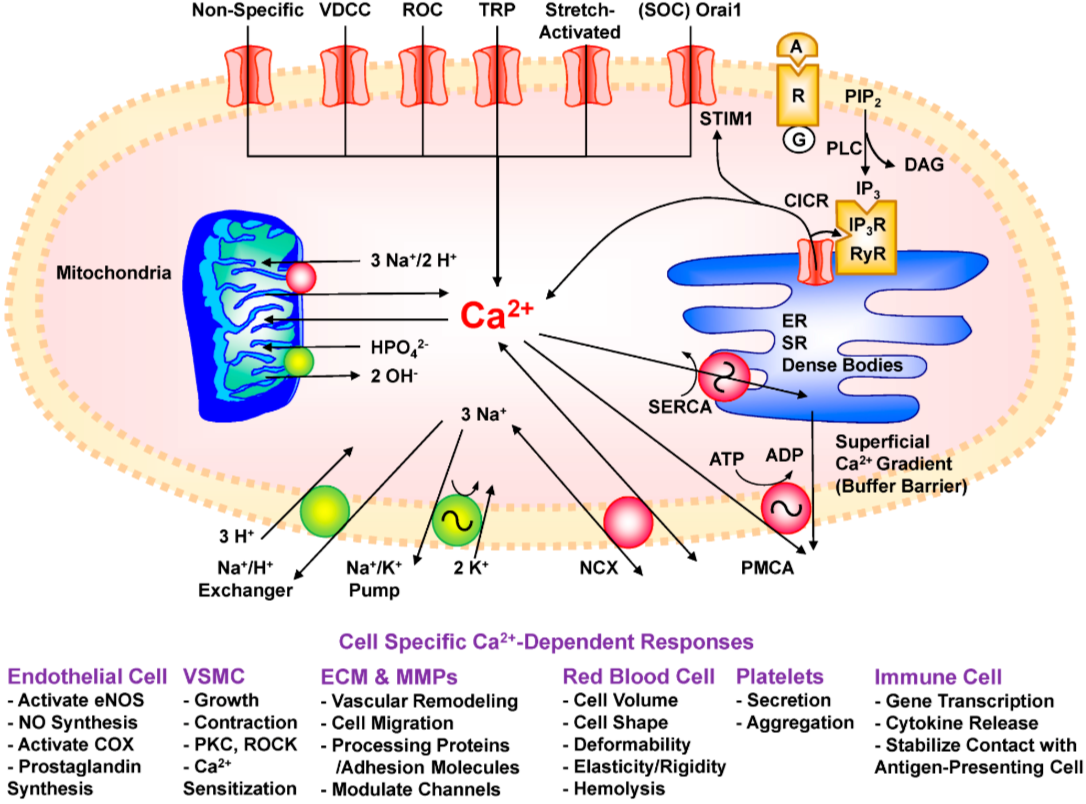 Figure 1. How vascular cells balance calcium entry against calcium removal and storage