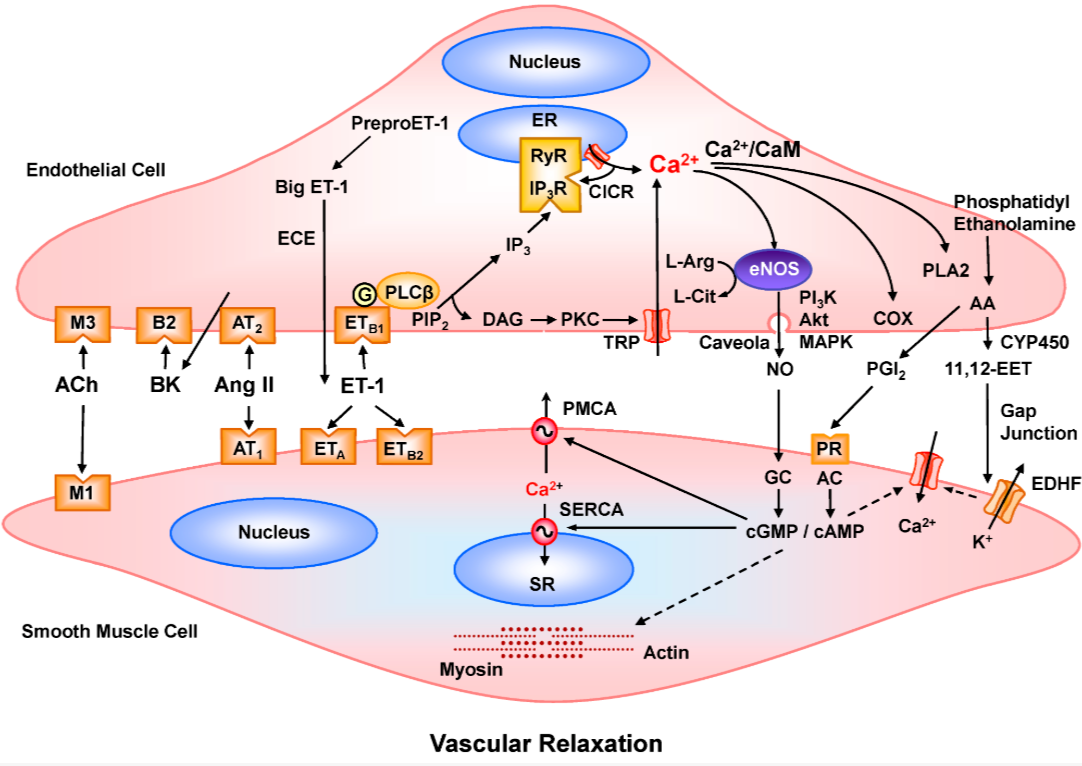 Figure 2. How calcium in the endothelium relaxes the vessel wall
