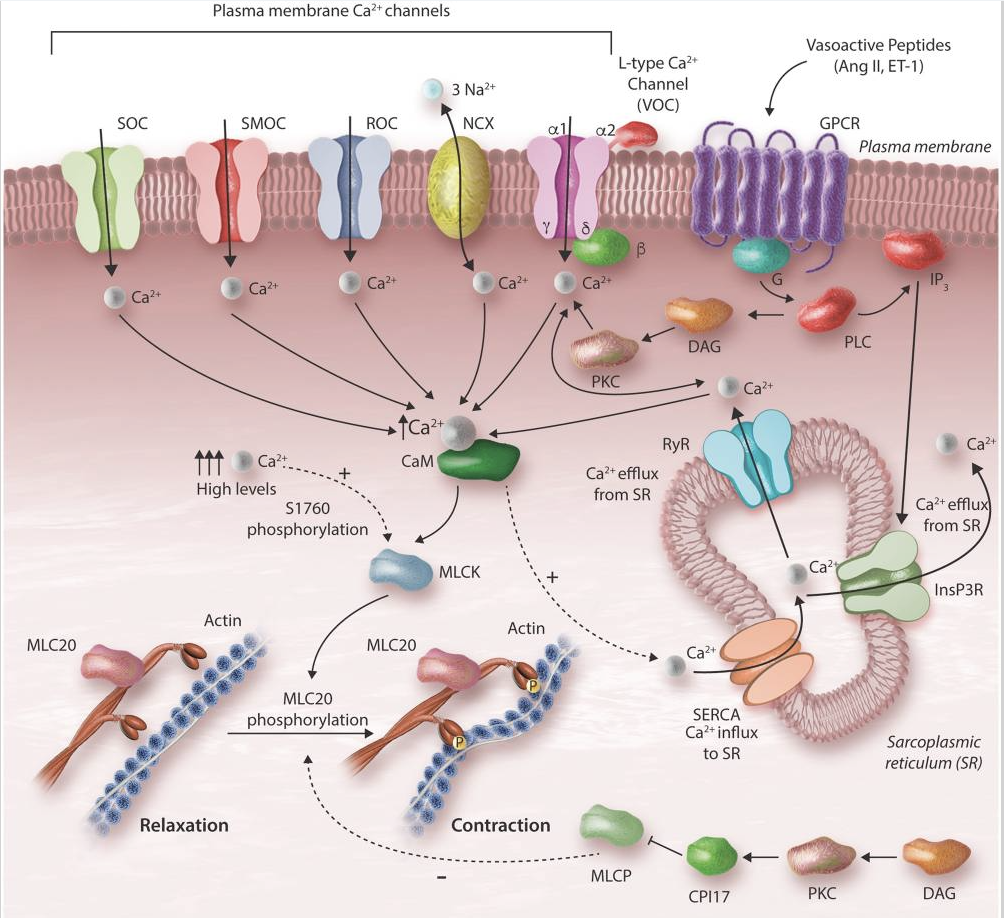 Figure 1. How a constrictor signal turns calcium into vessel contraction