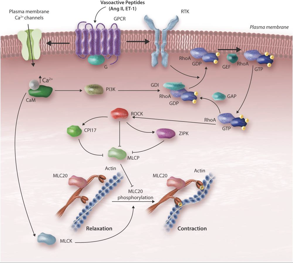 Figure 2. How the vessel sustains contraction after calcium falls