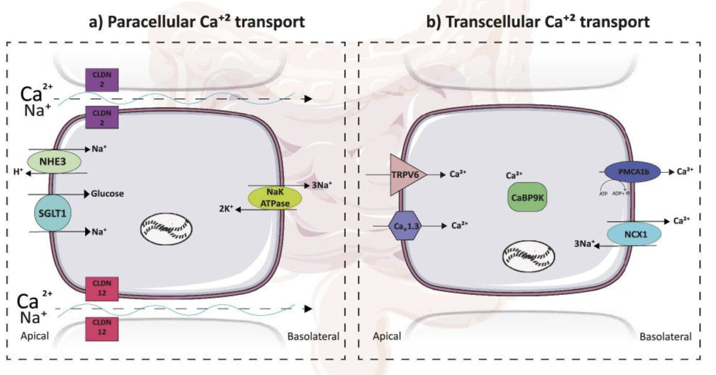 Figure 1. Sodium-Driven Intestinal Calcium Absorption: Two Cellular Pathways Explained