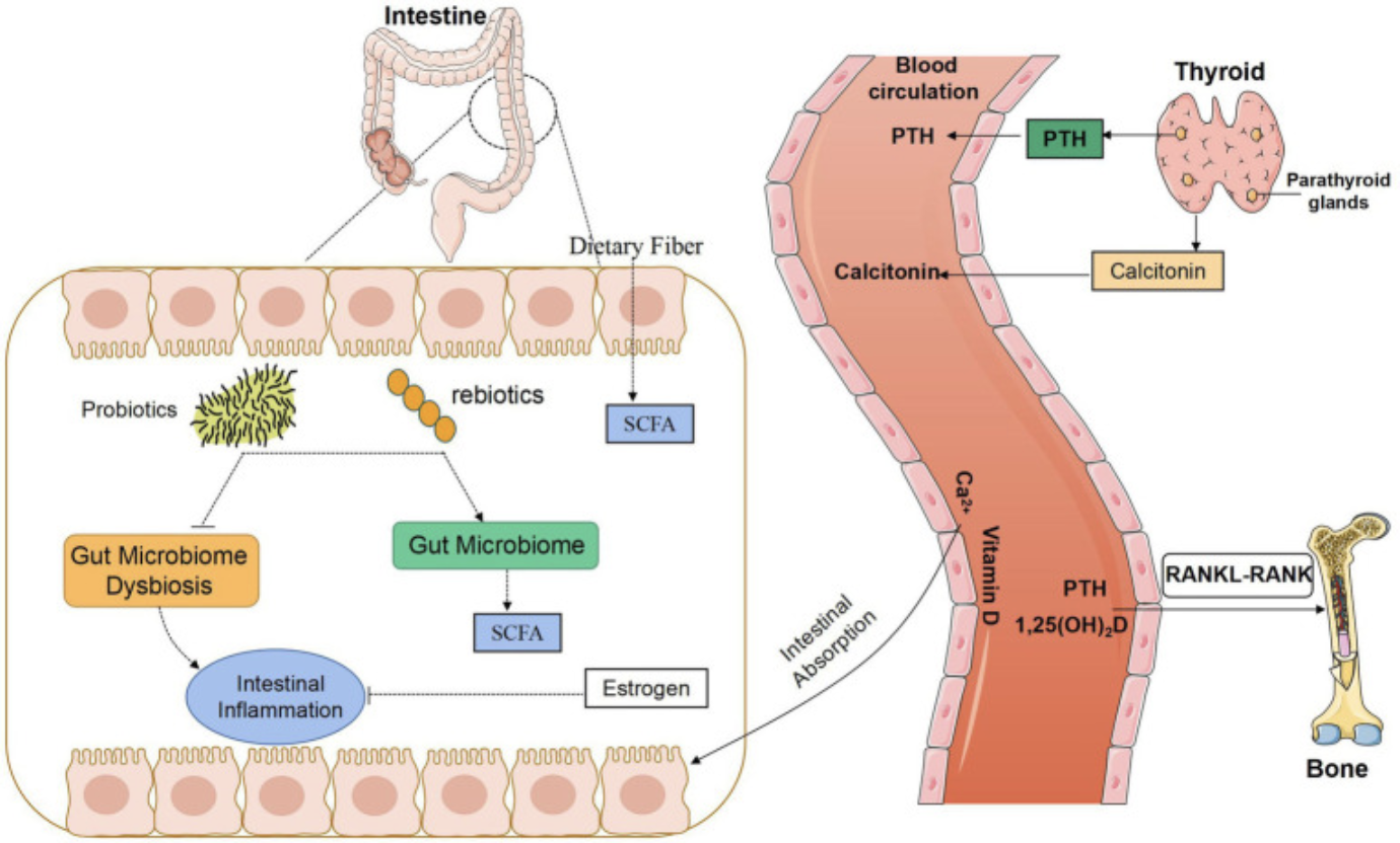Figure 2. Gut Microbiota Links Calcium Balance to Bone Metabolism