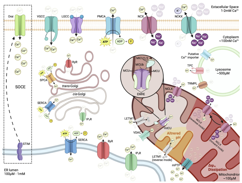 Figure 1. Coordinated Regulation of Cellular Calcium Across Membranes and Organelles