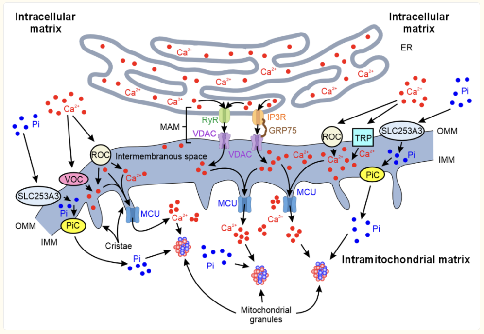 Figure 2. Calcium Entry, Storage, and Mitochondrial Response