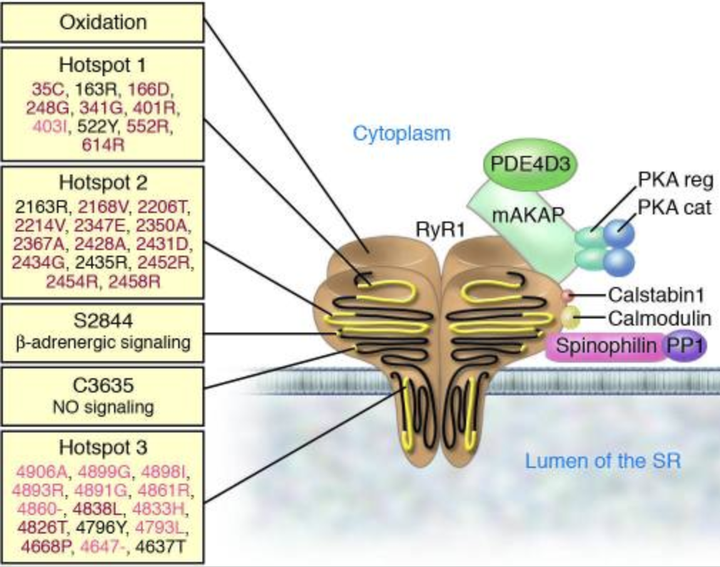 Figure 1. The RyR1 macromolecular complex