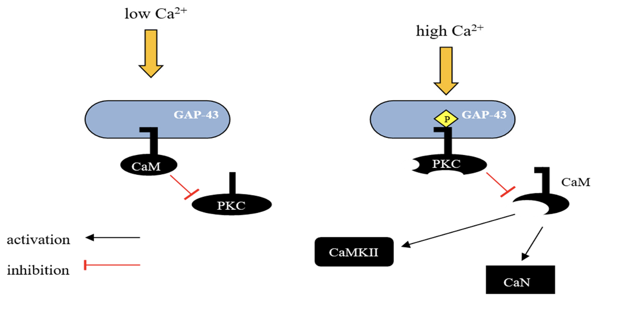 Figure 1 This figure illustrates that GAP-43 activity is regulated by its interaction with calmodulin (CaM), a process influenced by intracellular calcium level