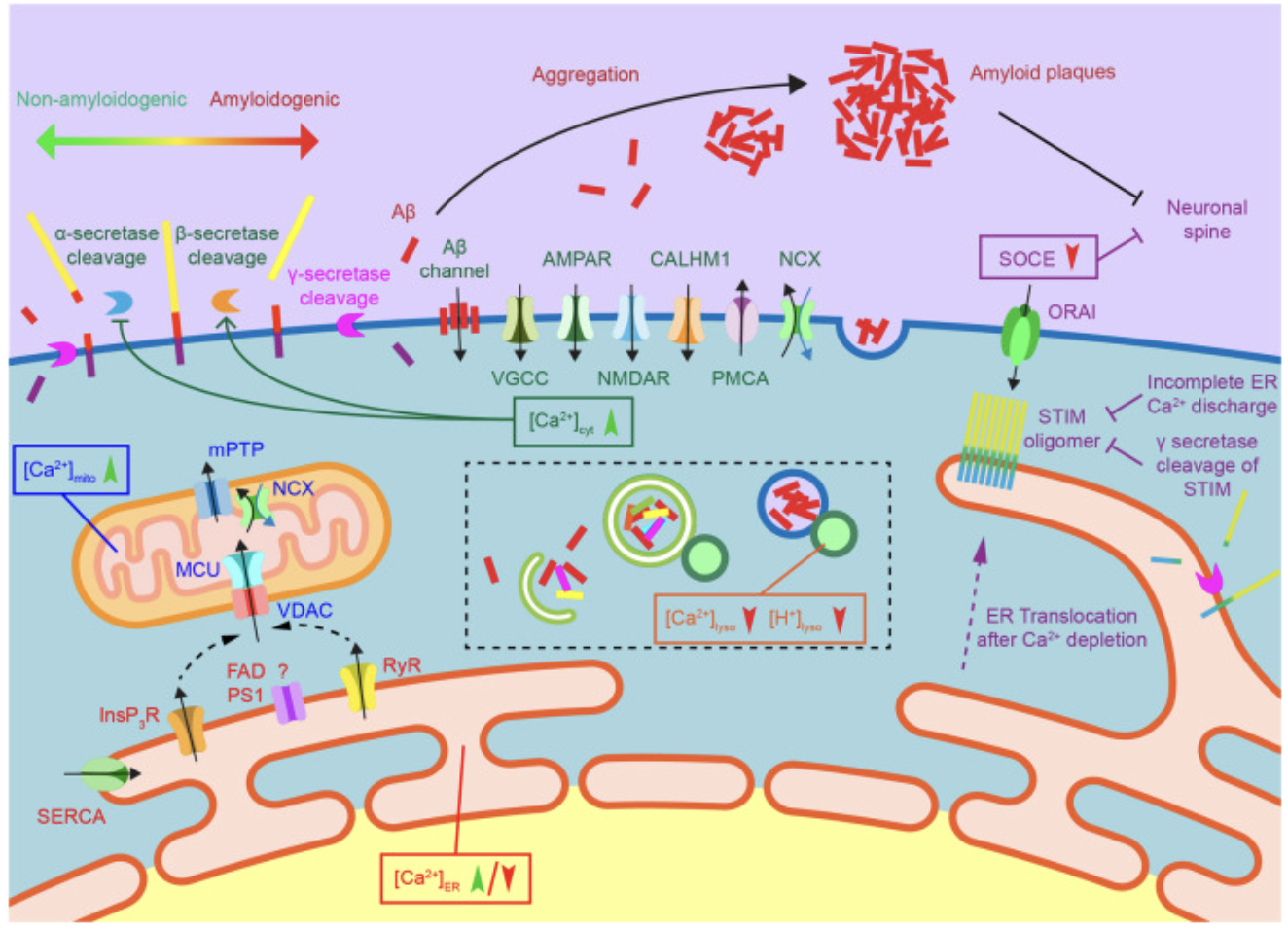 Figure 1 This figure illustrates how calcium dysregulation contributes to the pathology of Alzheimer's disease (AD). In AD, calcium release from the endoplasmic