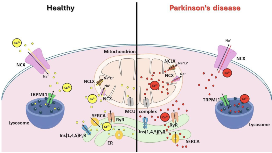 Figure 1. How cells balance calcium, and how Parkinson's disrupts it