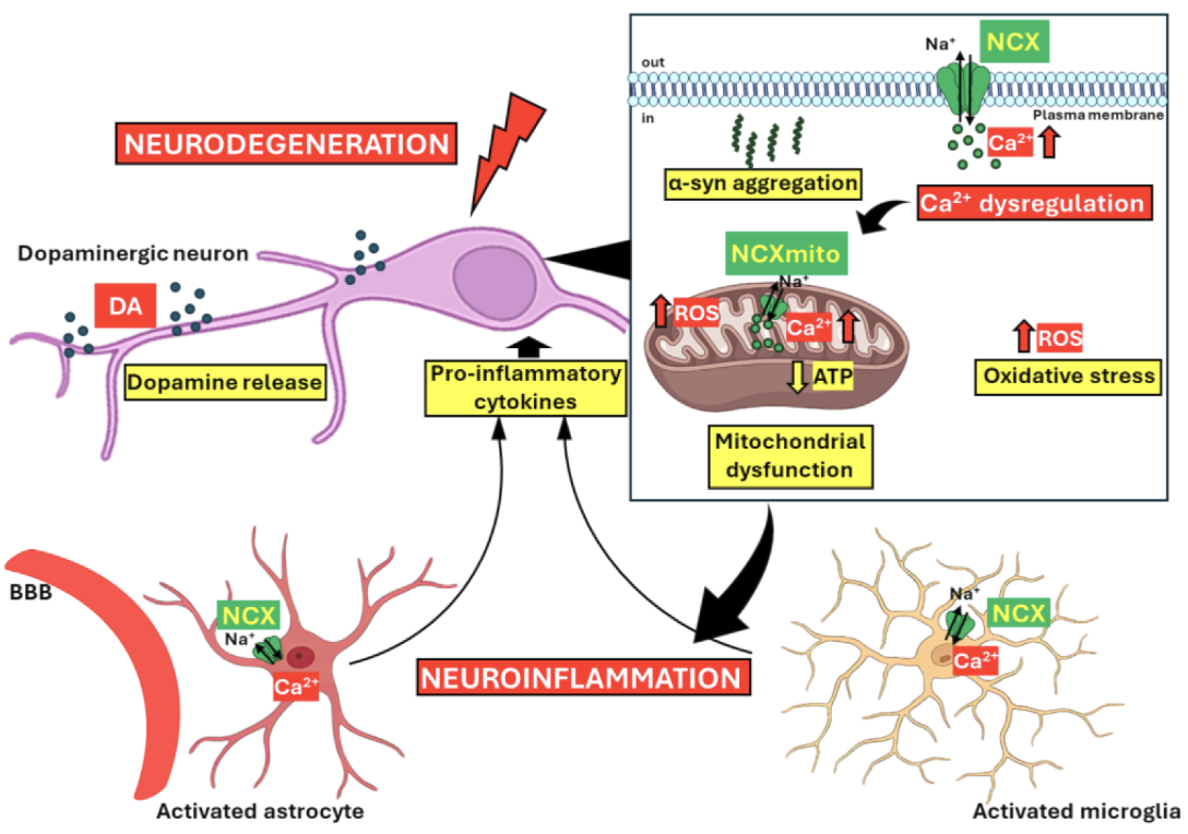 Figure 2. How a dysregulated calcium exchanger drives Parkinson's neuronal damage