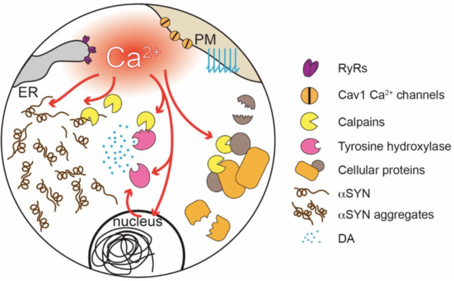 Figure 1 This figure illustrates the toxic effects of elevated calcium levels ([Ca2+]) in substantia nigra dopaminergic (SN DAergic) neurons. The activation of 