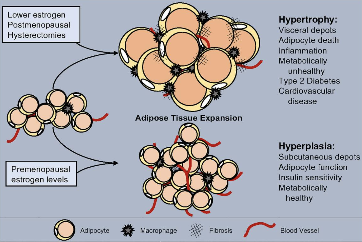 Figure 2. White Adipose Expansion Guided by Estrogen and Calcium