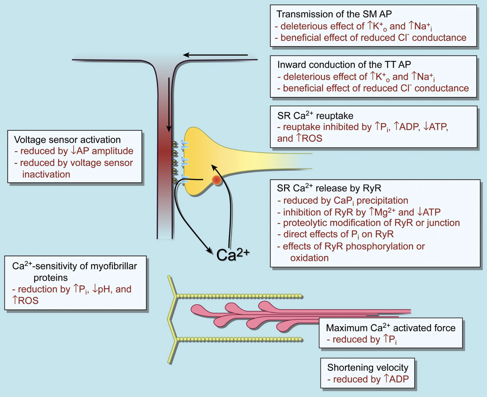 Figure 2. Intracellular Disruptions Fueling Fatigue.