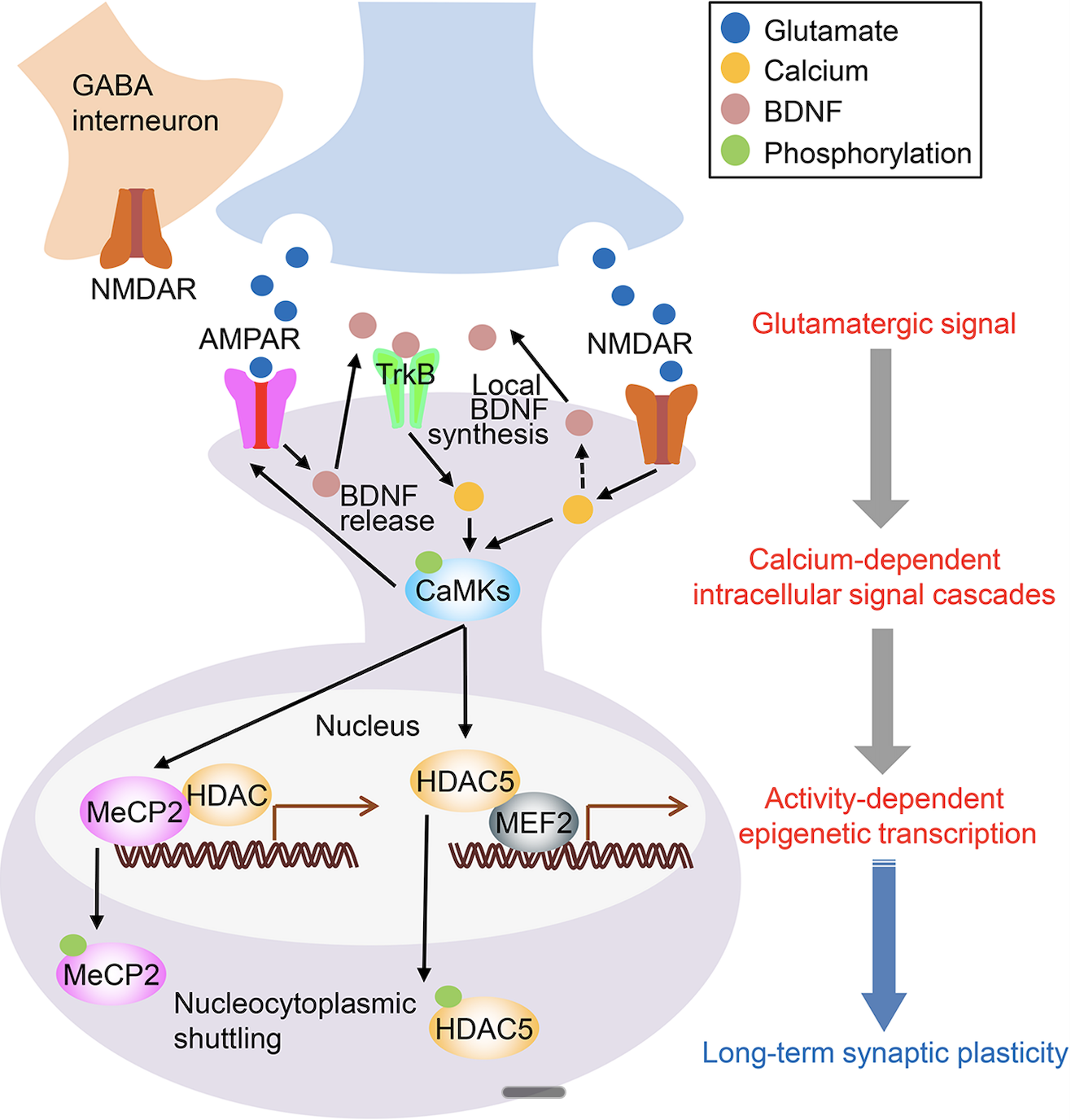 Figure 1. Calcium Signaling in Antidepressant Synaptic Plasticity