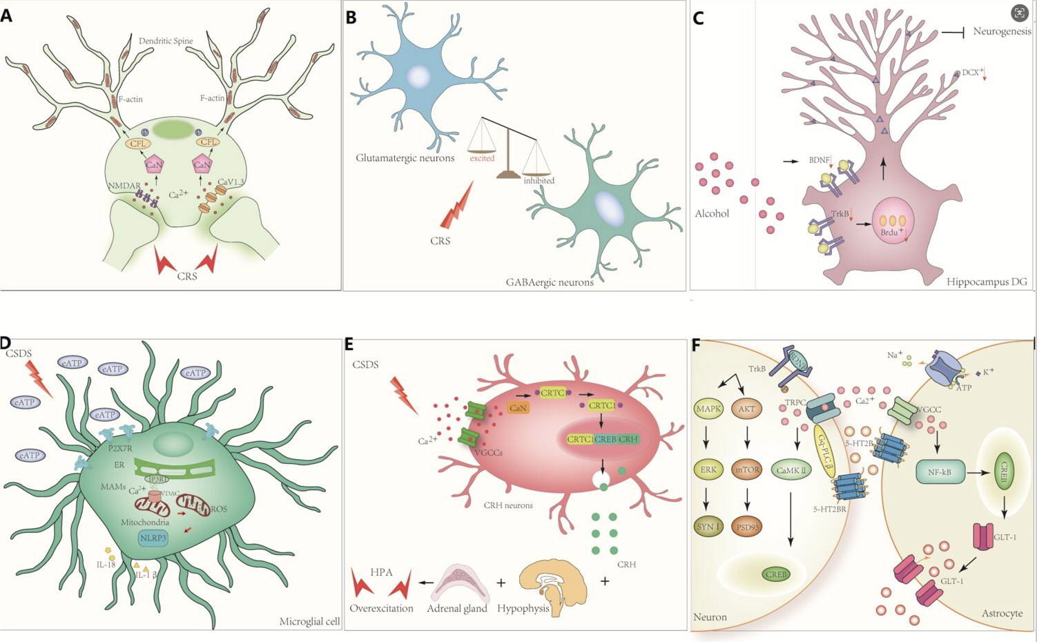 Figure 2.Calcium Signaling in Antidepressant Synaptic Plasticity
