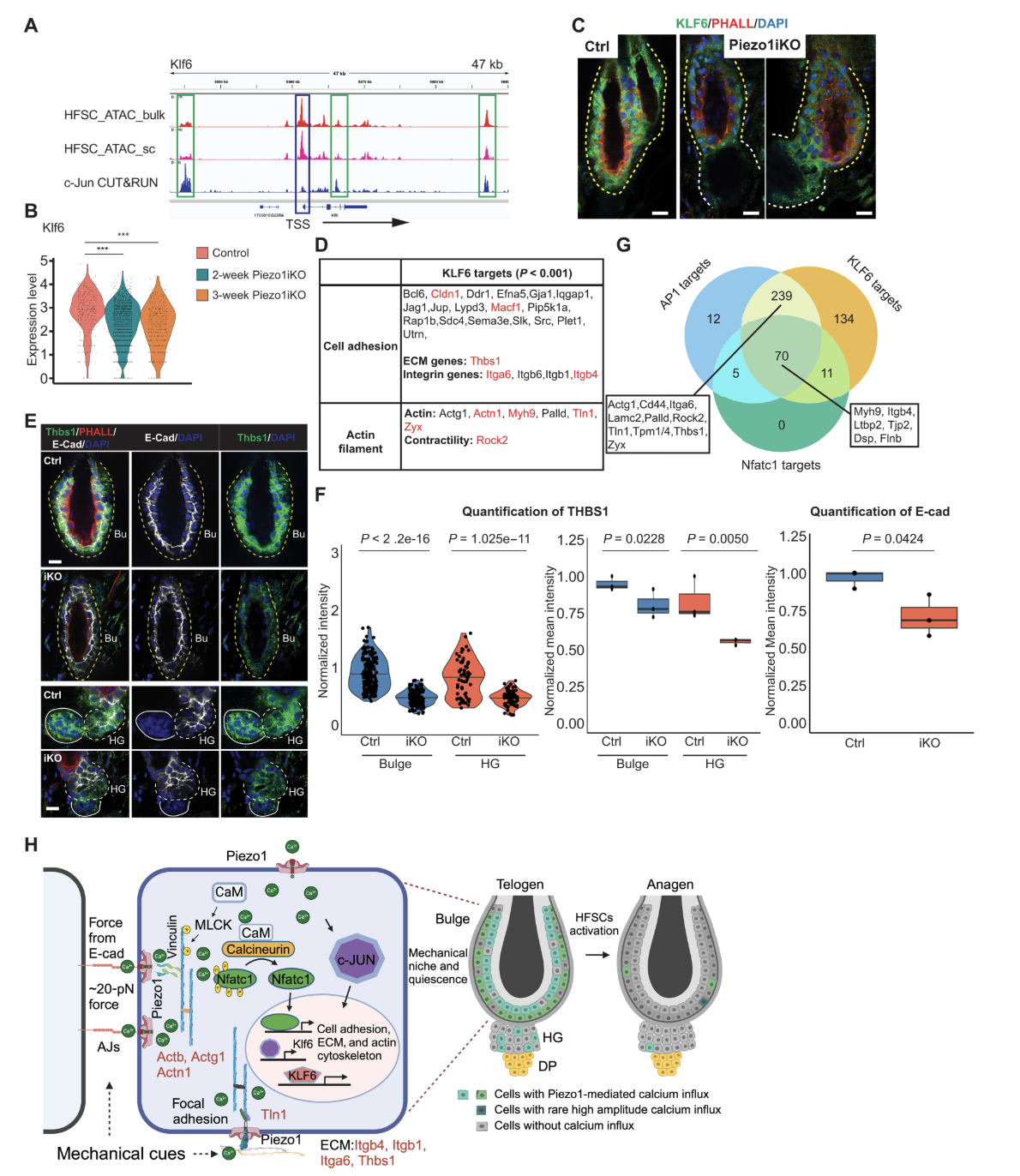 Figure 1. Calcium-Dependent Control of Hair Follicle Stem Cell ( HF-SC) Quiescence