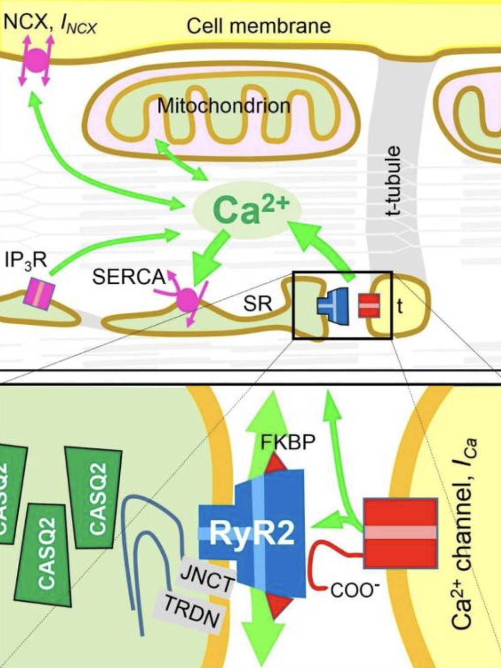 Figure 1: Cardiac Calcium Flow and Dyadic Channel Organization
