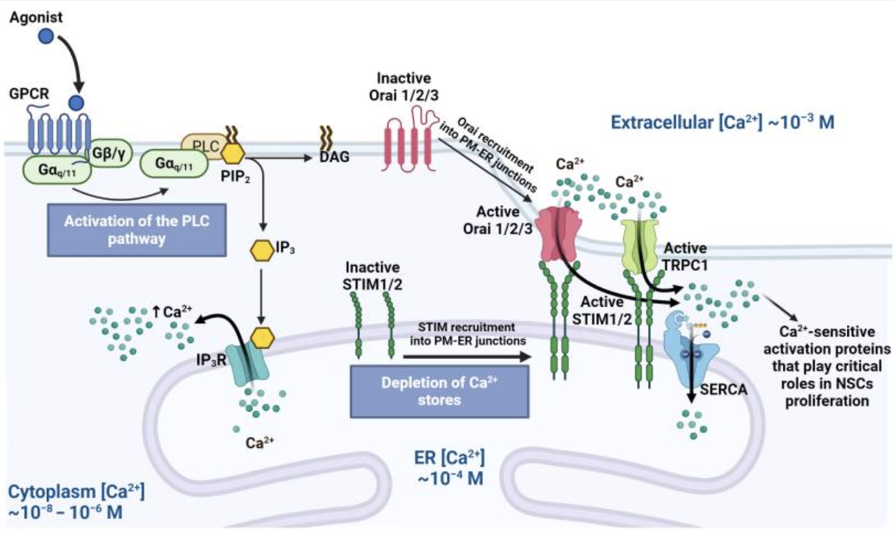 Figure 2: The Intracellular Logic Behind Stem Cell Activation