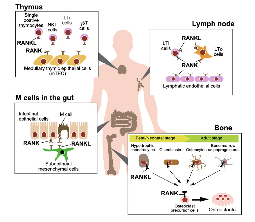 Figure 1 The figure illustrates how RANKL is pivotal in developing immune organs (bone marrow, thymus, lymph nodes, and gut-associated lymphoid tissues) and bon