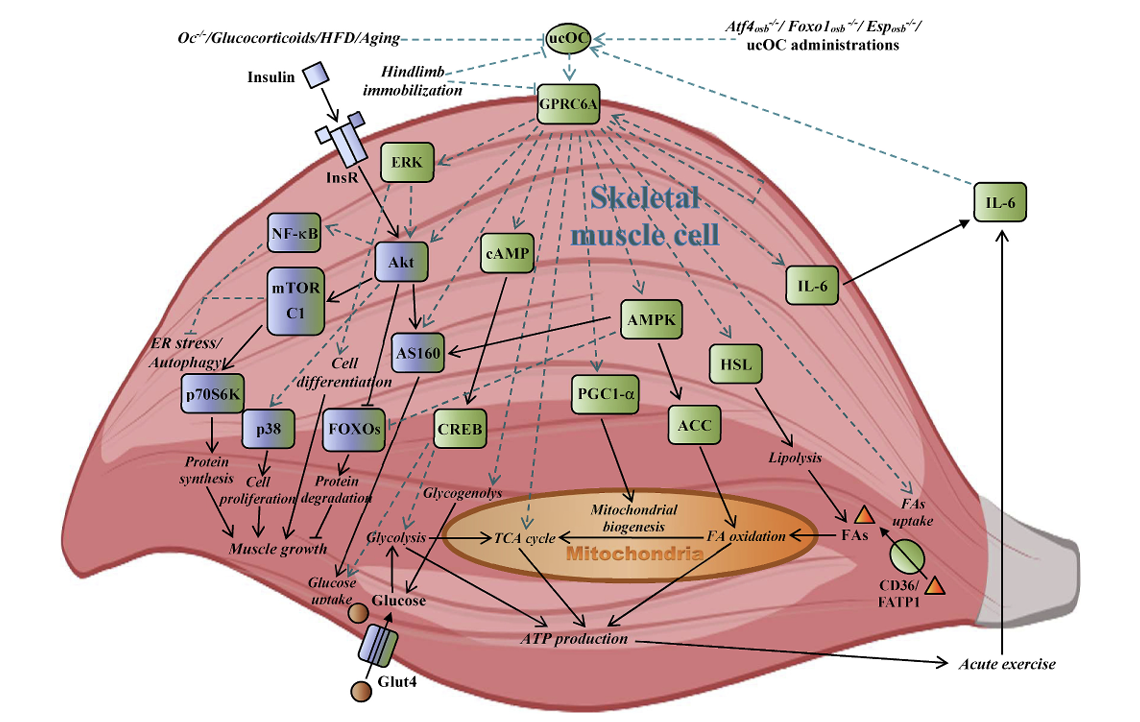 Figure 1 This figure illustrates how uncarboxylated osteocalcin (ucOC), produced by bones, regulates muscle energy metabolism via the GPRC6A receptor. ucOC enha