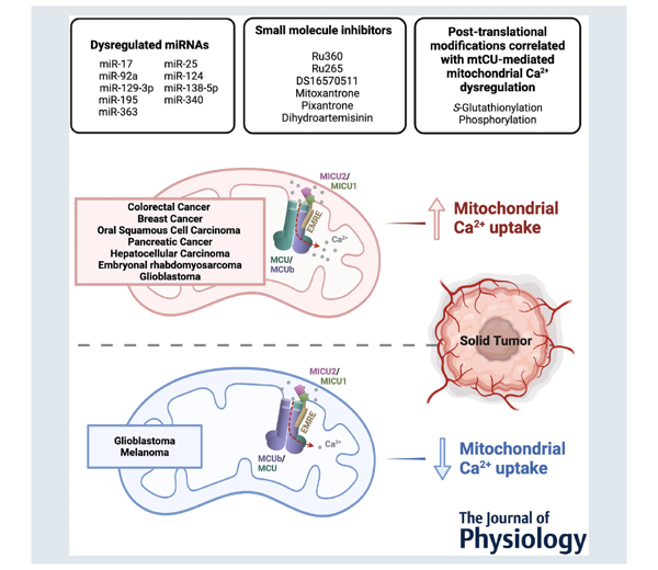 Figure 1 illustrates the link between mitochondrial calcium (Ca2+) dysregulation and various types of solid tumors. It highlights increased Ca2+ uptake in cance