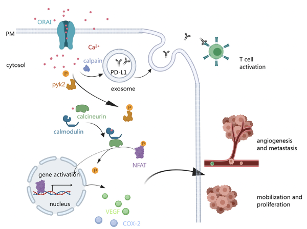 Figure 2 illustrates calcium's role in cancer development. Calcium entry through channels activates pathways that promote gene activation, leading to cancer cel
